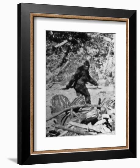 Alleged Photo of Bigfoot-Bettmann-Framed Premium Photographic Print