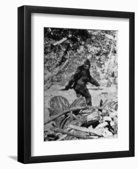 Alleged Photo of Bigfoot-Bettmann-Framed Premium Photographic Print