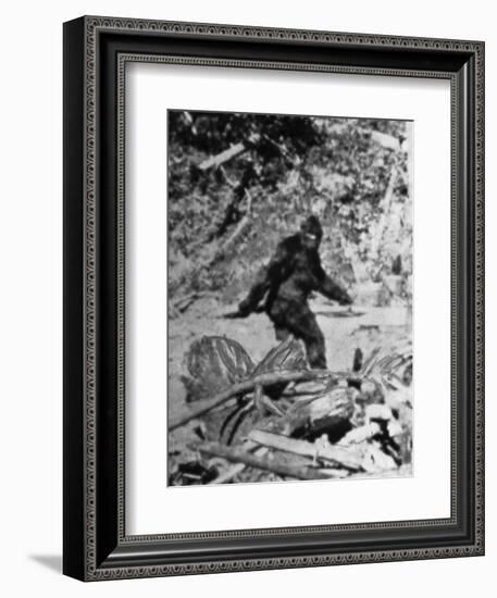 Alleged Photo of Bigfoot-Bettmann-Framed Premium Photographic Print