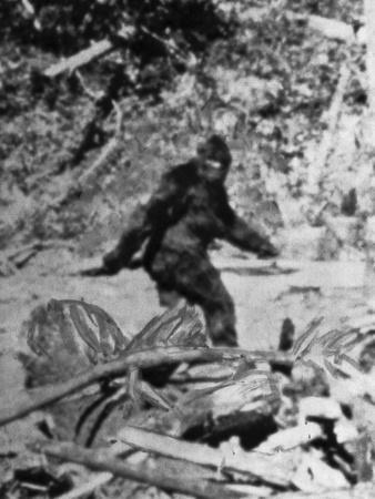Alleged Photo of Bigfoot' Photographic Print - Bettmann | Art.com