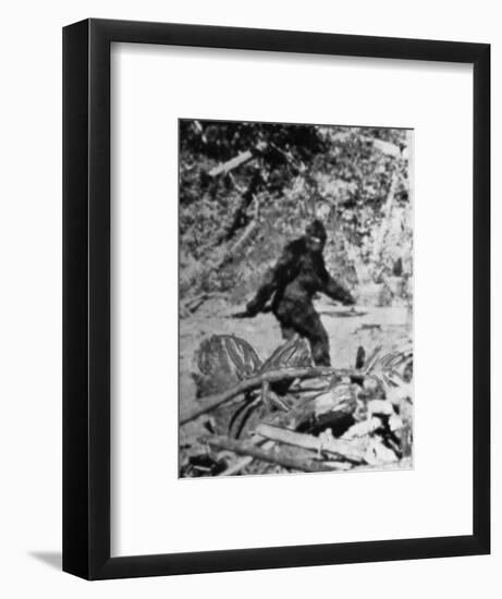 Alleged Photo of Bigfoot-Bettmann-Framed Photographic Print