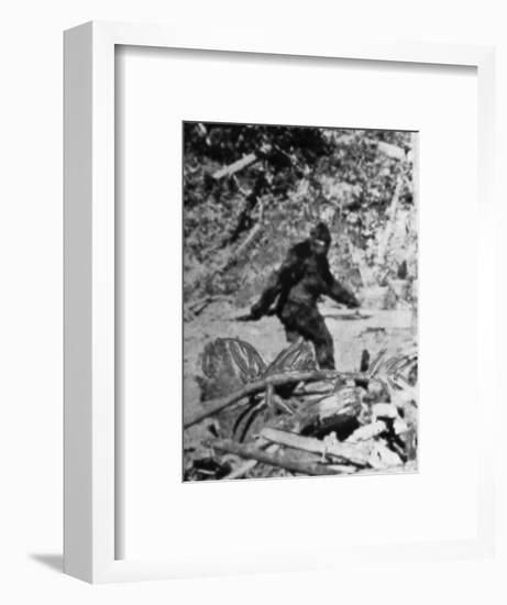 Alleged Photo of Bigfoot-Bettmann-Framed Photographic Print