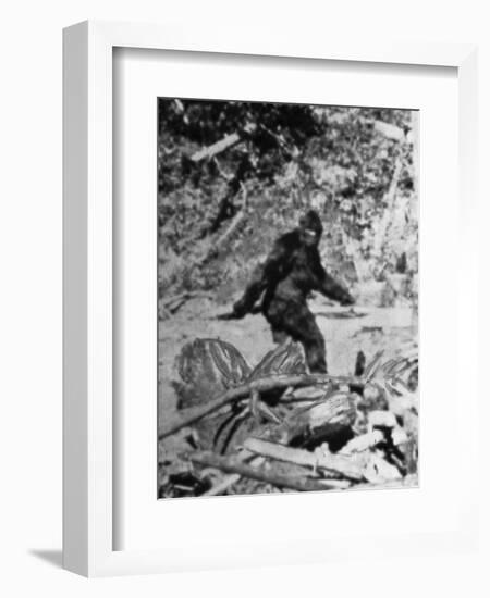 Alleged Photo of Bigfoot-Bettmann-Framed Photographic Print