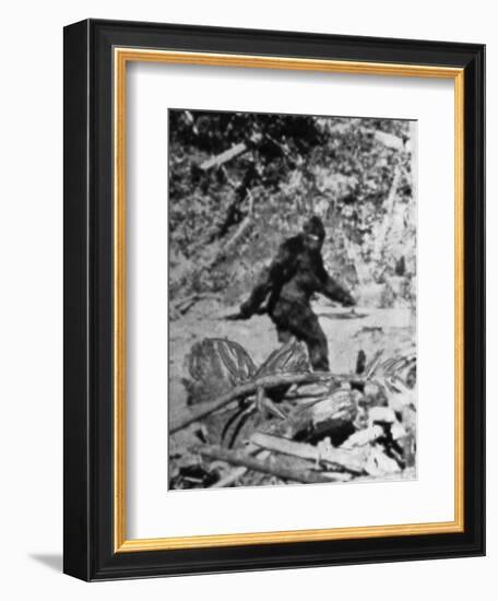 Alleged Photo of Bigfoot-Bettmann-Framed Photographic Print