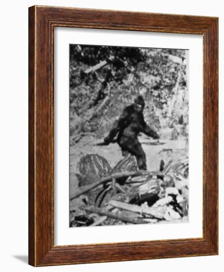 Alleged Photo of Bigfoot-Bettmann-Framed Photographic Print