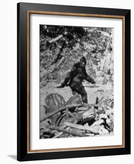 Alleged Photo of Bigfoot-Bettmann-Framed Photographic Print