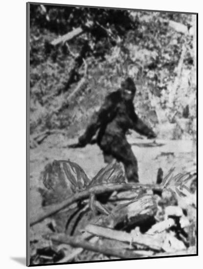 Alleged Photo of Bigfoot-Bettmann-Mounted Photographic Print