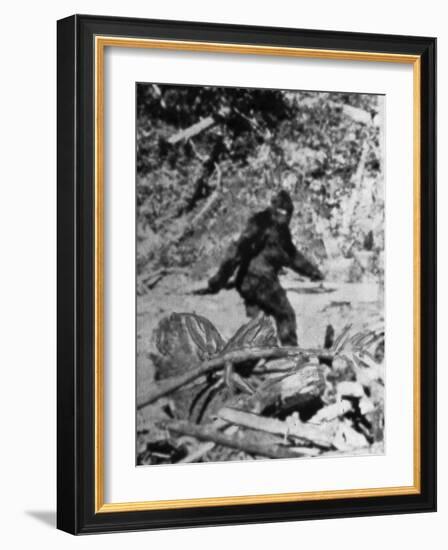 Alleged Photo of Bigfoot-Bettmann-Framed Photographic Print