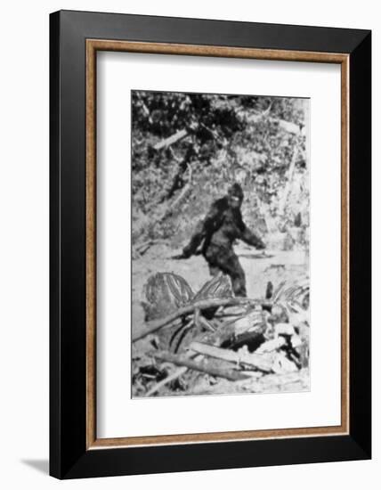 Alleged Photo of Bigfoot-Bettmann-Framed Photographic Print