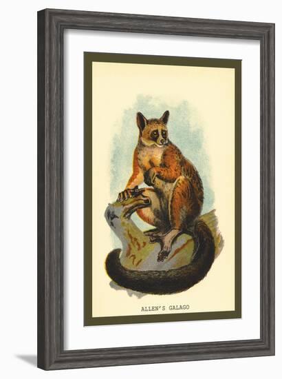 Allen's Galago-Sir William Jardine-Framed Art Print