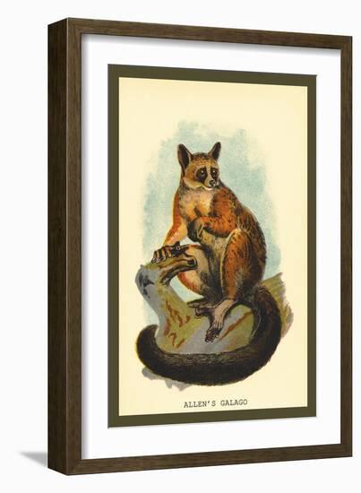 Allen's Galago-Sir William Jardine-Framed Art Print