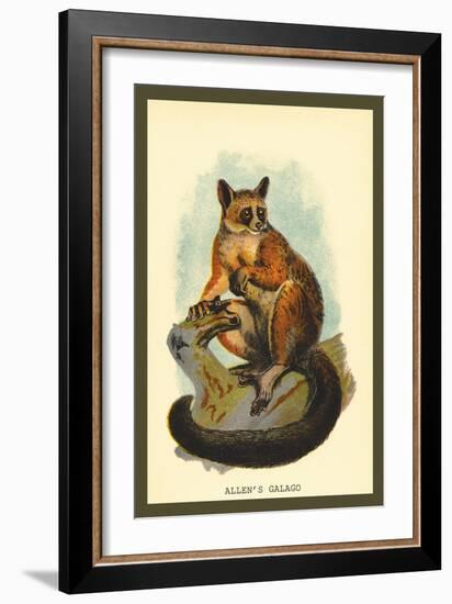 Allen's Galago-Sir William Jardine-Framed Art Print