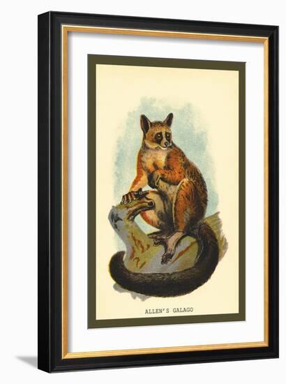 Allen's Galago-Sir William Jardine-Framed Art Print