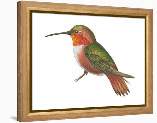 Allen's Hummingbird (Selasphorus Sasin), Birds-Encyclopaedia Britannica-Framed Stretched Canvas