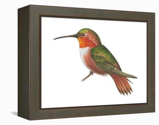 Allen's Hummingbird (Selasphorus Sasin), Birds-Encyclopaedia Britannica-Framed Stretched Canvas