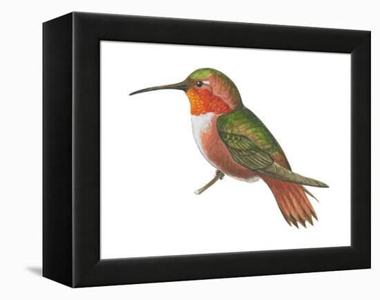 Allen's Hummingbird (Selasphorus Sasin), Birds-Encyclopaedia Britannica-Framed Stretched Canvas