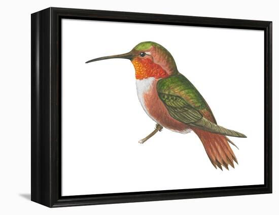 Allen's Hummingbird (Selasphorus Sasin), Birds-Encyclopaedia Britannica-Framed Stretched Canvas