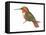 Allen's Hummingbird (Selasphorus Sasin), Birds-Encyclopaedia Britannica-Framed Stretched Canvas