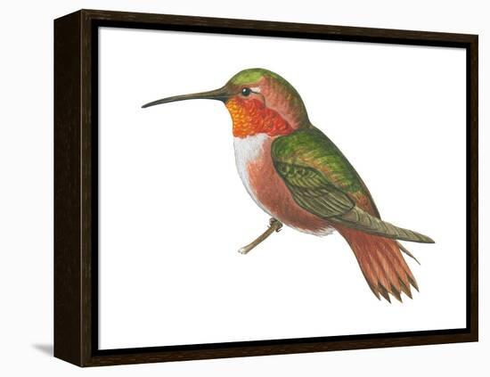 Allen's Hummingbird (Selasphorus Sasin), Birds-Encyclopaedia Britannica-Framed Stretched Canvas