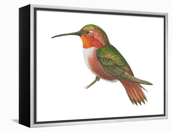 Allen's Hummingbird (Selasphorus Sasin), Birds-Encyclopaedia Britannica-Framed Stretched Canvas