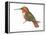 Allen's Hummingbird (Selasphorus Sasin), Birds-Encyclopaedia Britannica-Framed Stretched Canvas