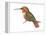 Allen's Hummingbird (Selasphorus Sasin), Birds-Encyclopaedia Britannica-Framed Stretched Canvas