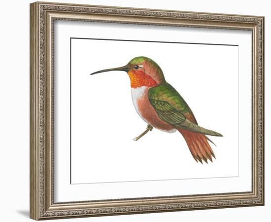 Allen's Hummingbird (Selasphorus Sasin), Birds-Encyclopaedia Britannica-Framed Art Print