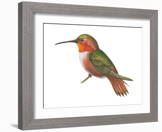 Allen's Hummingbird (Selasphorus Sasin), Birds-Encyclopaedia Britannica-Framed Art Print