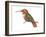 Allen's Hummingbird (Selasphorus Sasin), Birds-Encyclopaedia Britannica-Framed Art Print