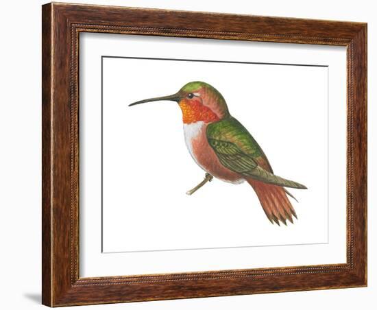 Allen's Hummingbird (Selasphorus Sasin), Birds-Encyclopaedia Britannica-Framed Art Print