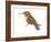 Allen's Hummingbird (Selasphorus Sasin), Birds-Encyclopaedia Britannica-Framed Art Print