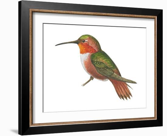 Allen's Hummingbird (Selasphorus Sasin), Birds-Encyclopaedia Britannica-Framed Art Print