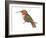 Allen's Hummingbird (Selasphorus Sasin), Birds-Encyclopaedia Britannica-Framed Art Print