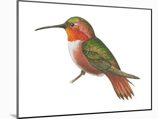 Allen's Hummingbird (Selasphorus Sasin), Birds-Encyclopaedia Britannica-Mounted Art Print