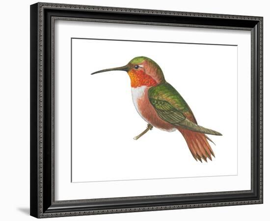 Allen's Hummingbird (Selasphorus Sasin), Birds-Encyclopaedia Britannica-Framed Art Print