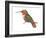 Allen's Hummingbird (Selasphorus Sasin), Birds-Encyclopaedia Britannica-Framed Art Print