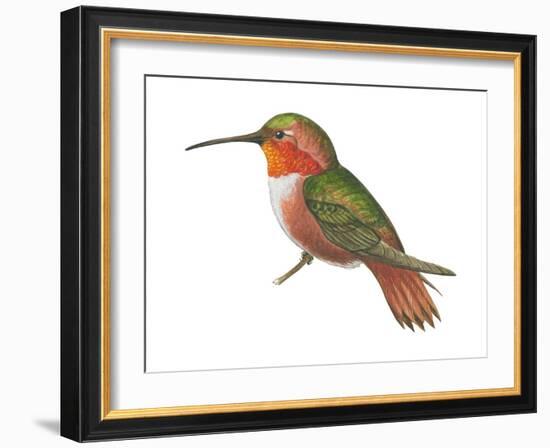 Allen's Hummingbird (Selasphorus Sasin), Birds-Encyclopaedia Britannica-Framed Art Print