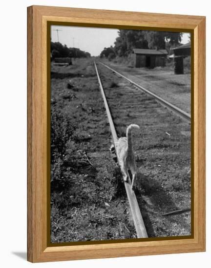 Alley Cat Serenely Walking the Tracks-Walter Sanders-Framed Premier Image Canvas