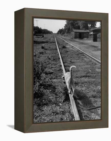 Alley Cat Serenely Walking the Tracks-Walter Sanders-Framed Premier Image Canvas