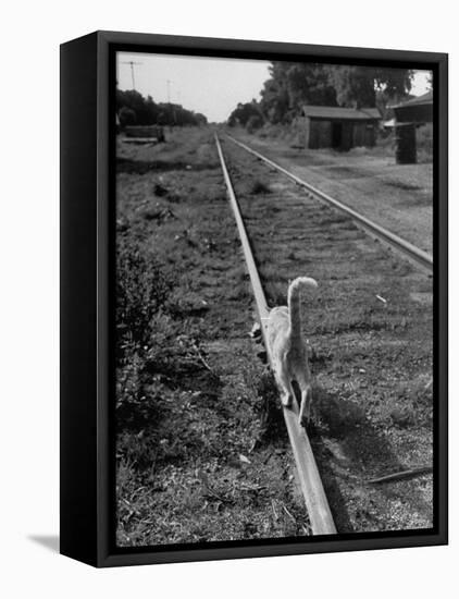 Alley Cat Serenely Walking the Tracks-Walter Sanders-Framed Premier Image Canvas