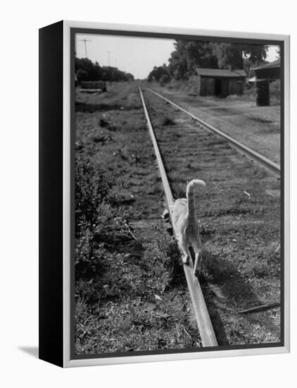 Alley Cat Serenely Walking the Tracks-Walter Sanders-Framed Premier Image Canvas