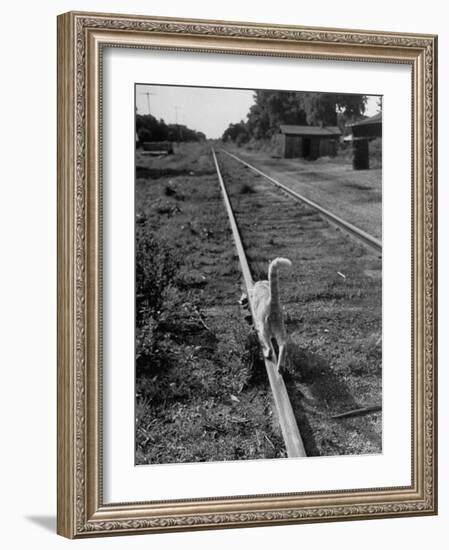 Alley Cat Serenely Walking the Tracks-Walter Sanders-Framed Photographic Print