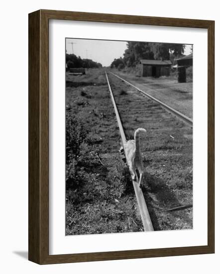 Alley Cat Serenely Walking the Tracks-Walter Sanders-Framed Photographic Print