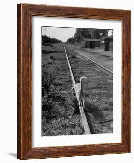 Alley Cat Serenely Walking the Tracks-Walter Sanders-Framed Photographic Print