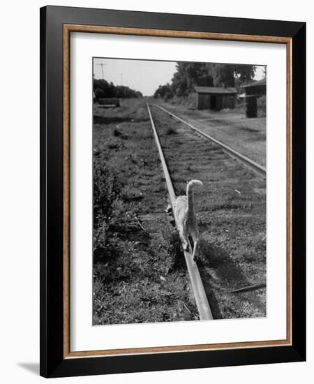 Alley Cat Serenely Walking the Tracks-Walter Sanders-Framed Photographic Print