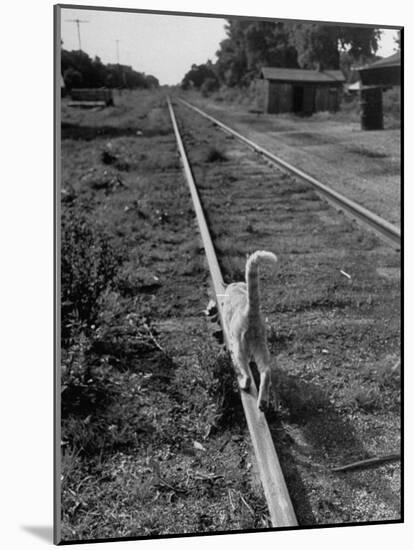 Alley Cat Serenely Walking the Tracks-Walter Sanders-Mounted Photographic Print