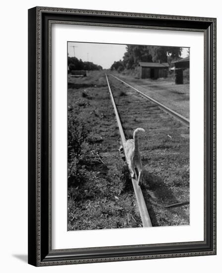 Alley Cat Serenely Walking the Tracks-Walter Sanders-Framed Photographic Print