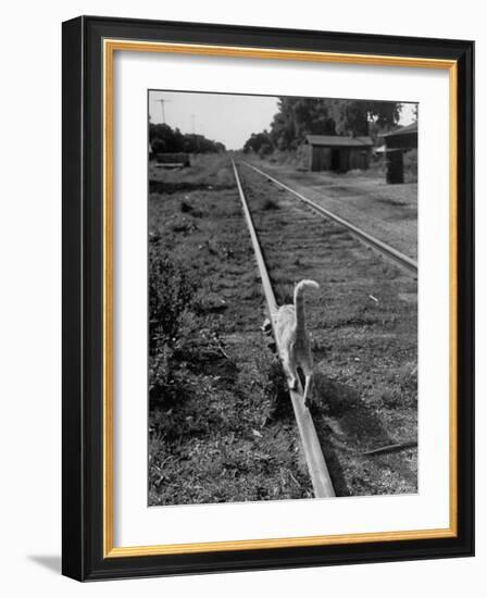 Alley Cat Serenely Walking the Tracks-Walter Sanders-Framed Photographic Print