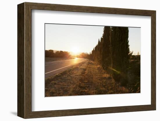 Alley of Cypresses Along a Road at Sunset, Gordes, Provence, Provence-Alpes-Cote D'Azur, France-Markus Lange-Framed Photographic Print