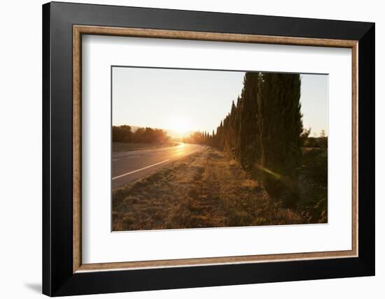 Alley of Cypresses Along a Road at Sunset, Gordes, Provence, Provence-Alpes-Cote D'Azur, France-Markus Lange-Framed Photographic Print